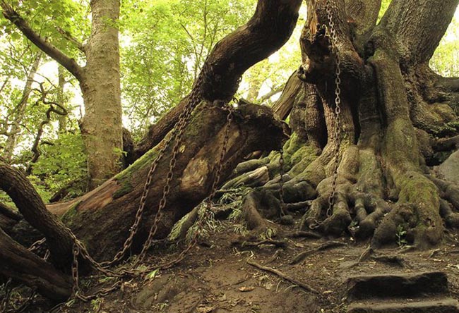 Truyền thuyết về những sợi xích kỳ lạ bao quanh cây sồi cổ thụ ở Anh - 1