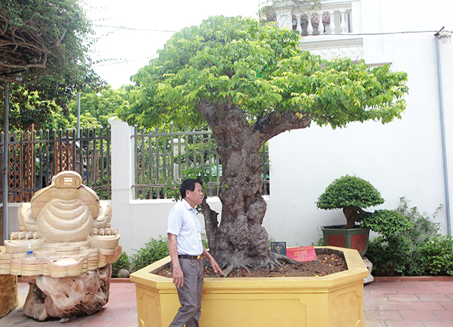 Chủ nhân của tác phẩm khế “khủng’ là anh Phan Văn Toàn (còn gọi là Toàn “đô la”, ở TP. Việt Trì, Phú Thọ). Anh Toàn là một đại gia chơi cây cảnh nổi tiếng Việt Nam
