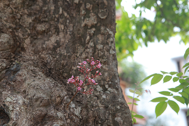 Một chùm hoa khế mọc trên thân xù xì
