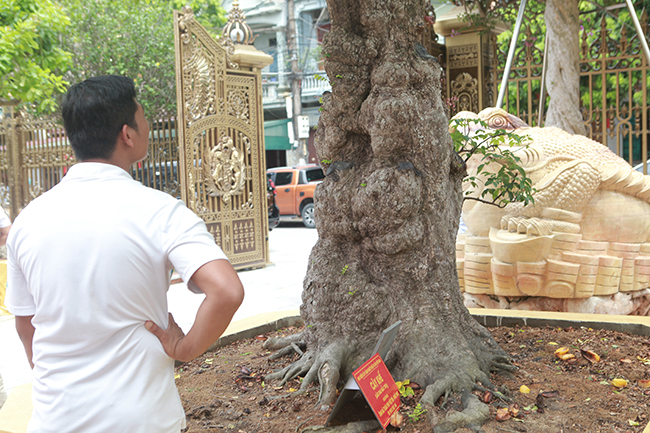 Hàng ngày, rất nhiều đoàn khách trong nước, quốc tế đến thăm quan, chiêm ngưỡng dàn cây có 1-0-2 ở Việt Nam.
