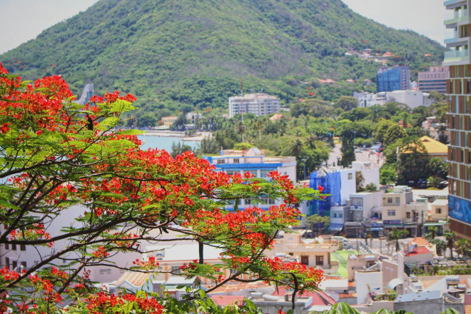 Hoa phượng vươn mình trong nắng