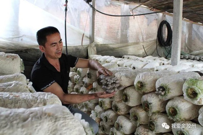 Vợ chồng anh Trương Đông Quân, sống ở Giao Châu, Sơn Đông, Trung Quốc đã tìm ra con đường làm giàu riêng biệt. Làng nơi vợ chồng anh Đông Quân sinh sống từ xưa làm nghề đánh bắt cá do gần biển.
