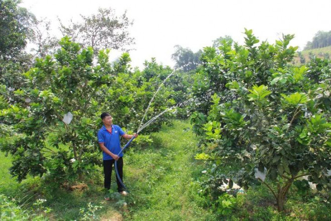 Nguyễn Văn Cường "khoác" lên màu xanh cho đồi núi hoang hóa.