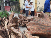 Tin tức trong ngày - Bốn lần đấu giá vẫn ế, sưa đỏ trăm tỷ “đại hạ giá”