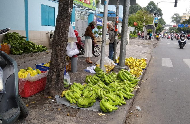 Chuối già Nam Mỹ đang bán xổ rẻ