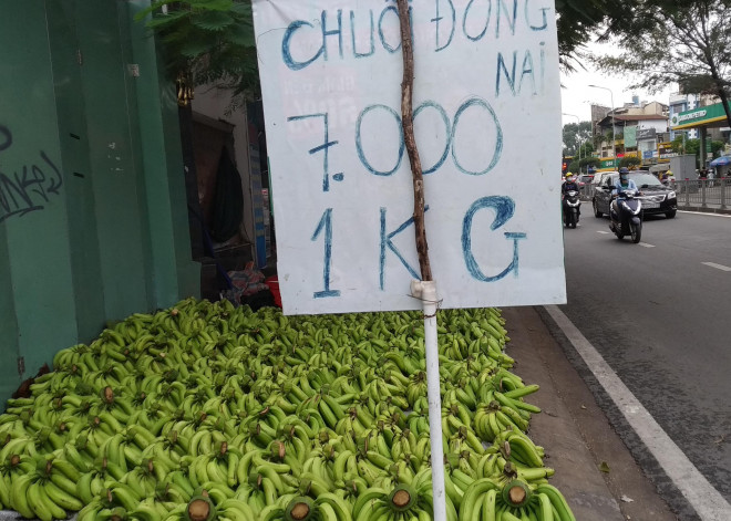 Chuối quá cỡ, quá tuổi chỉ có thể bán nội địa