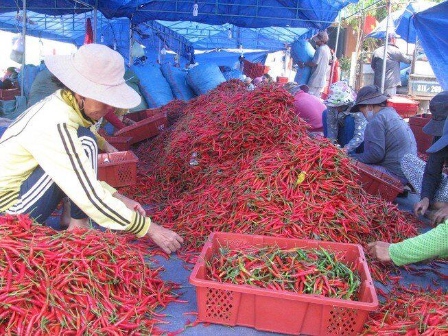 Doanh nghiệp kêu trời vì ớt không thể xuất khẩu.