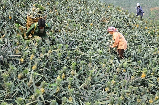 Người dân trồng dứa tại tỉnh Lào Cai phấn khởi vì được mùa, được giá
