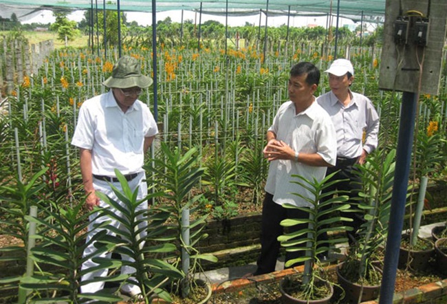 Loại lan này có ưu điểm độ bền cao, có thể chưng được 15-40 ngày, màu sắc đa dạng.
