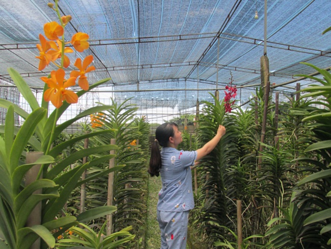 Giống lan Mokara là cây có thể ra hoa quanh năm, được đánh giá là một trong những loại hoa phong lan có khả năng chịu nắng tốt, thích hợp với việc sản xuất hoa cắt cành. 
