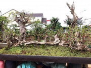 Thị trường - Tiêu dùng - Những màn sang tay ổi bonsai dáng “kỳ quái” khiến đại gia chơi cây cảnh mê mẩn