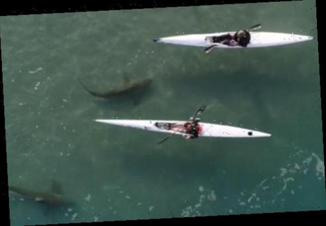 Hình ảnh những con cá mập Đen được drone ghi lại từ trên không qua làn nước trong vắt…