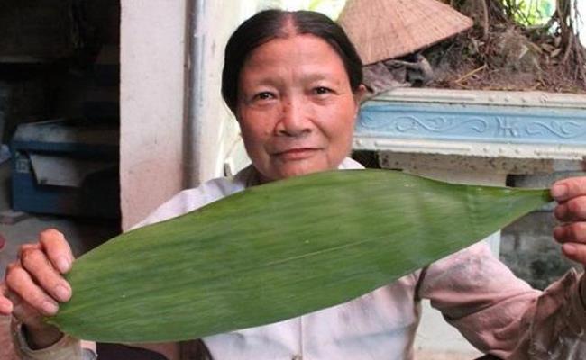 Nhưng ở một vùng của Hà Nội, lá tre lại là “lộc trời”, trở thành mặt hàng xuất khẩu và đem lại thu nhập khả quan cho người dân.
