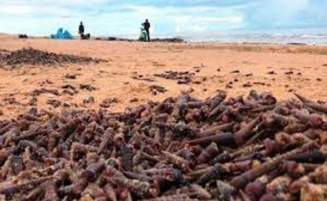 Tuy nhiên, sau những trận mưa do ảnh hưởng của bão năm 2020, hàng tấn ốc đinh xoắn đã dạt vào bãi biển xã Thanh Trạch, huyện Bố Trạch (Quảng Bình). 
