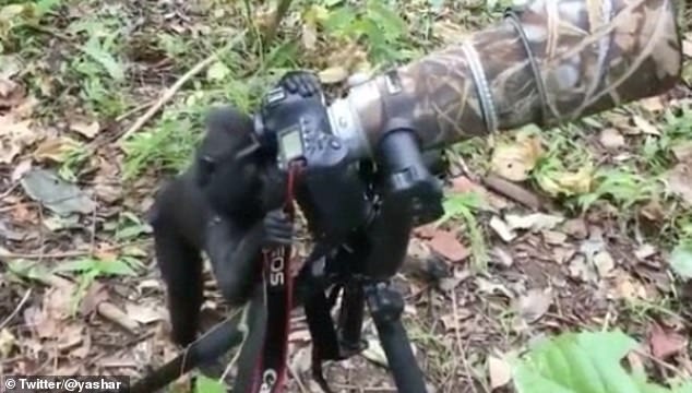 Đoạn video ấn tượng được quay tại Khu bảo tồn thiên nhiên Tangkoko ở Indonesia. Video thu hút sự chú ý đặc biệt của cư dân mạng Indonesia.