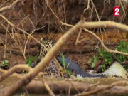 Phi thường - kỳ quặc - Video: Báo đốm lao xuống sông giết chết cá sấu Caiman, lôi xác vào rừng ăn thịt