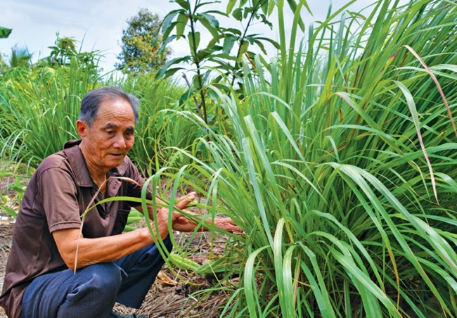 Từ khi trồng đến thu hoạch chỉ 4-5 tháng nên không mất nhiều thời gian chờ đợi.
