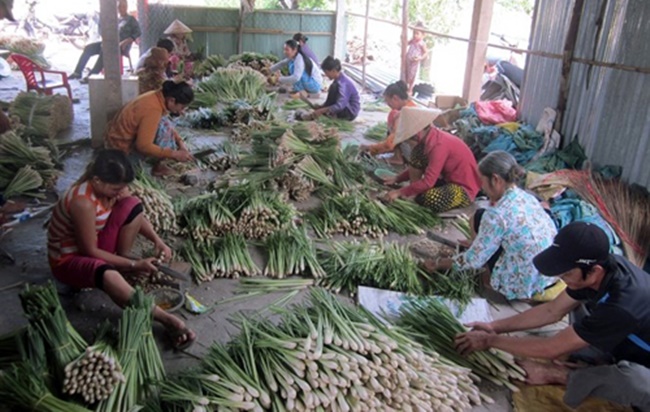 Anh Phan Bá Chung ở huyện Tân Phú Đông, Tiền Giang thu hoạch mỗi ngày 300kg sả, với giá 7.000 đồng - 8.000 đồng/kg thì mỗi ngày thu hơn 2 triệu đồng.&nbsp;
