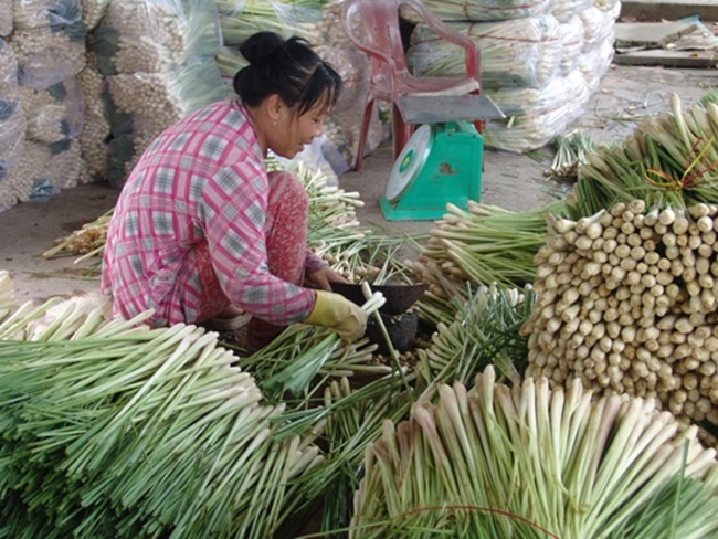 Nhiều nông dân đánh giá trồng sả vốn đầu tư ít nhưng phát triển tốt, thích ứng với biến đổi khí hậu.
