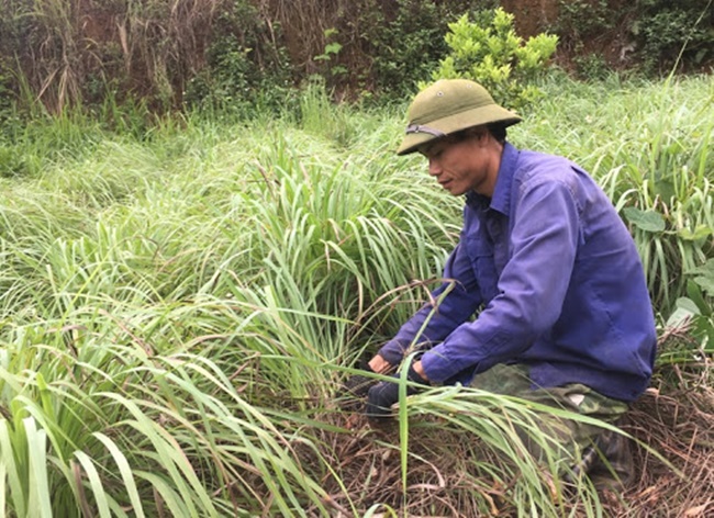 Tránh dùng thuốc bảo vệ thực vật vì phun lên sẽ làm cho sả còi cọc, không lớn được.
