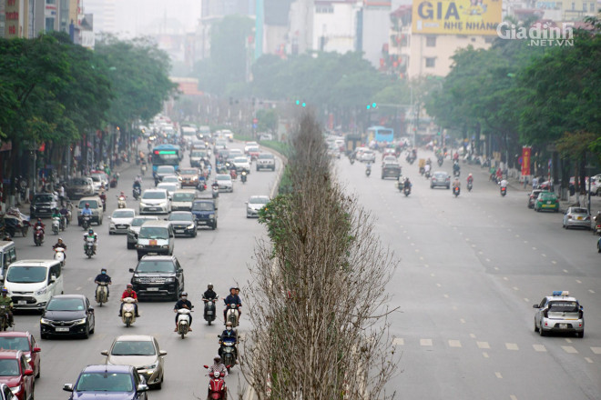 Theo đó, Phó Chủ tịch UBND thành phố Hà Nội chấp thuận đề xuất của Sở Xây dựng Hà Nội về phương án thay thế cây phong trên dải phân cách tuyến phố Nguyễn Chí Thanh - Trần Duy Hưng (phương án 1).