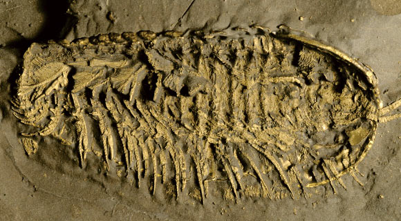 Một trong 2 hóa thạch phủ "vàng của kẻ ngốc" - Ảnh: ĐẠI HỌC CALIFORNIA Ở RIVESIDE