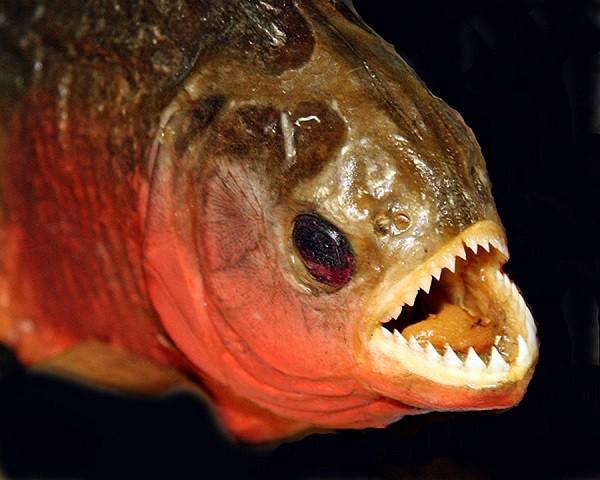 Theo một báo cáo đăng tải trên chuyên san Scientific Reports, dù có kích thước không lớn nhưng cơ hàm của cá Piranha đen lại rất khỏe.