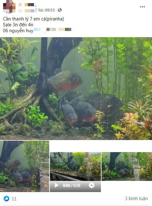 Loài cá cảnh đáng sợ đang được mua bán tràn lan ở Việt Nam có thể ăn thịt người - 4