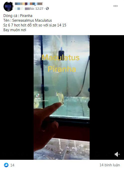 Loài cá cảnh đáng sợ đang được mua bán tràn lan ở Việt Nam có thể ăn thịt người - 5