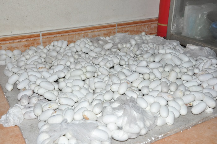 Vào thời điểm tháng 7/2020, hàng nghìn quả trứng hổ mang phì chất đống không có người mua.