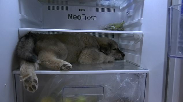 Chú chó chui vào tủ lạnh nằm tránh nóng.
