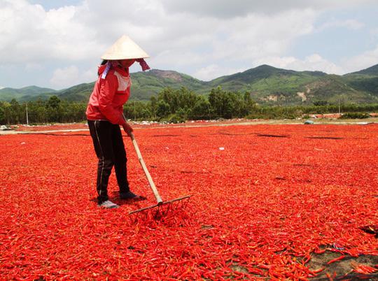 Ớt được phơi đỏ rực tại "thủ phủ" ớt ở Bình Định