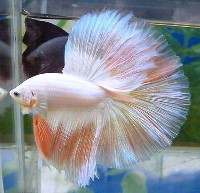 Tuổi thọ trung bình của một con betta từ 2 - 3 năm và rất ít khi bị đuối sức khi vận chuyển đường xa.&nbsp;
