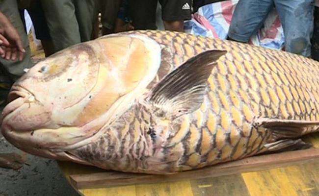 Cá hô có thể đạt trọng lượng trên 100 kg/con (con cá hô lớn nhất mà ngư dân An Giang bắt được trên sông Vàm Nao có trọng lượng hơn 130 kg).
