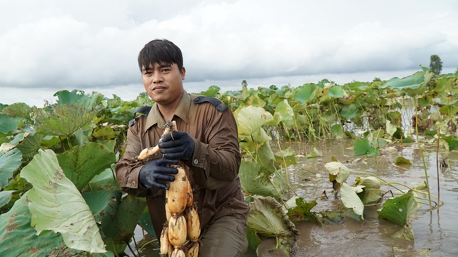 Giống sen cho củ có rất ít hoa, thường là hoa trắng, giống cho hoa hạt rất ít, không cho củ. Giống cho củ thường phần rễ có 3-4 đoạn kéo dài giống khoanh xúc xích 
