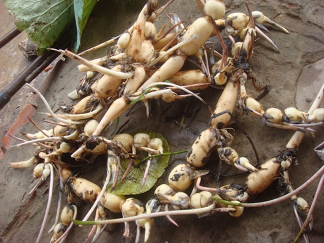 Ví dụ chị Nguyễn Thị Thanh Vân (Đất Đỏ, Bà Rịa Vũng Tàu) trồng sen 4 tháng đã cho thu hoạch củ, năng suất trên 800kg.
