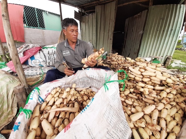 Ông Hiệp, ở Châu Thành, Sóc Trăng trồng 10ha sen, sau 4 tháng thu hoạch, năng suất 10-12 tấn/ha.
