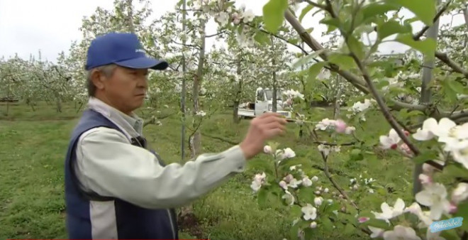 Sau khi ong thụ phấn, người Nhật còn thụ phấn lại bằng tay nữa. Ảnh: Noal Farm.