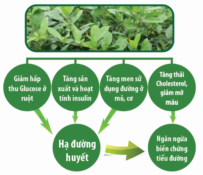 Cơ chế tác dụng của Dây thìa canh chuẩn GACP-WHO với bệnh tiểu đường