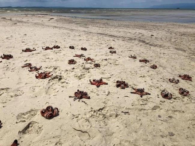 Bức ảnh sao biển chết khô khiến dân mạng phẫn nộ