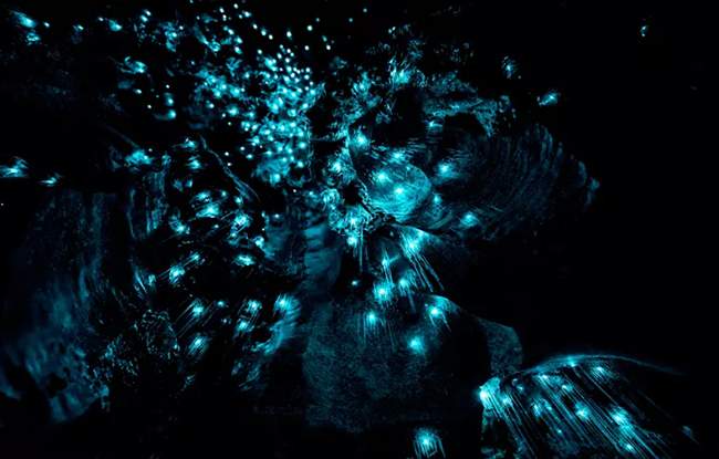 Giun phát sáng ở New Zealand: Giun phát sáng trên nóc hang giống như bầu trời đầy sao. Đây là loài giun phát quang sinh học bên trong hang động Waitomo ở New Zealand. 
