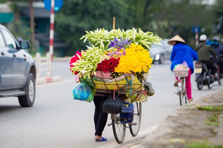 Giữa tháng 4 là thời điểm hoa loa kèn bước vào chính vụ và trở thành tâm điểm của đường phố Hà Nội.