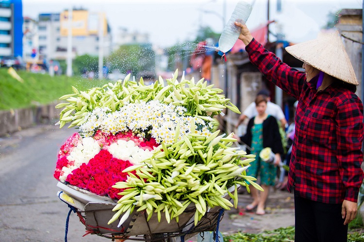 Hình ảnh quen thuộc của phố phường Hà Nội khi mùa loa kèn khoe sắc.