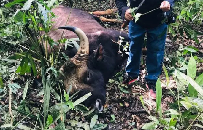 Xác một con bò tót chết trong khu bảo tồn vào năm 2019 - Ảnh minh hoạ