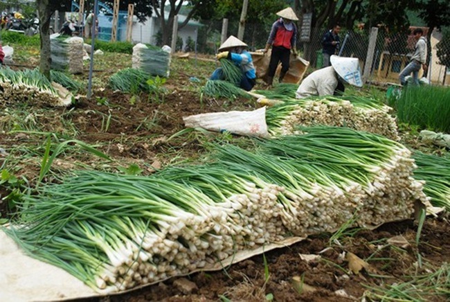 Loại cây này chẳng mấy xa lạ với mọi người, thậm chí trồng còn chẳng lo chuột phá vì chúng sợ mùi hăng. Mấy năm trở lại đây, đây là cây màu ngắn ngày đưa về thu nhập khá.
