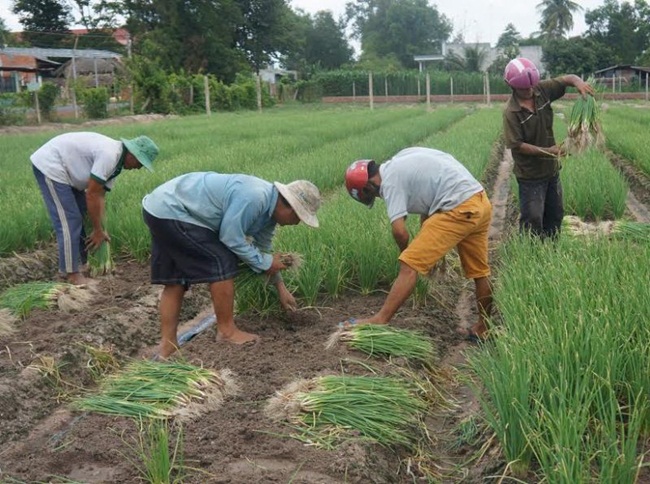 Giá cả của hành lá ổn định, không lo lên xuống. Thời điểm ăn Tết xong, hành lá được mọi người mua nhiều.
