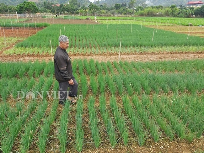 Với mức giá thế này, mỗi sào có thể thu được từ 12 triệu đến 15 triệu đồng, trừ chi phí còn lãi khoảng 10 triệu đồng/sào.
