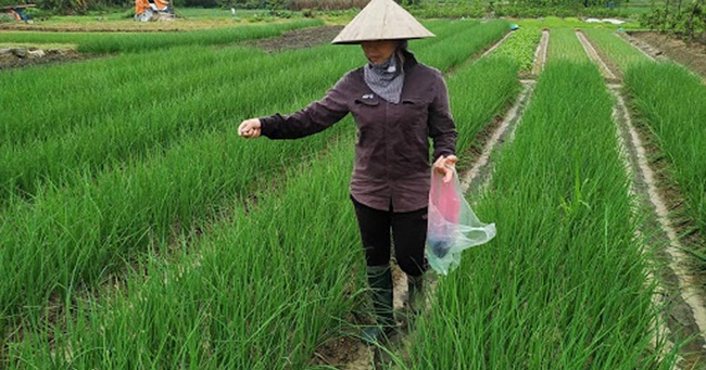 Cây hành lá có thể trồng ở nhiều nơi như chậu, đất quanh nhà hoặc thâm canh, xen vụ.
