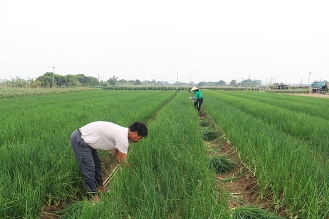 Cách trồng đơn giản, nông dân còn cho biết trong quá trình chăm sóc nhàn tênh, thu hoạch nhanh.
