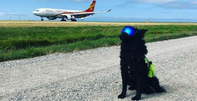 Chó xâm nhập khu bay tiềm ẩn nguy cơ mất an toàn. Ảnh minh hoạ